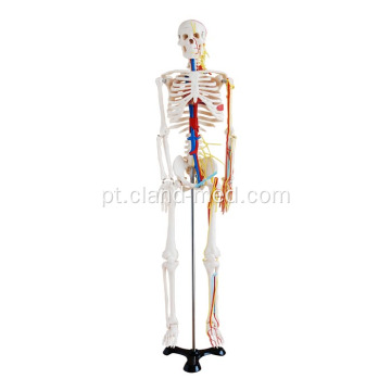 Esqueleto de 85cm com nervos e vasos sanguíneos